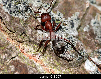 European red wood ant (Formica polyctena or Formica rufa) on a tree Stock Photo