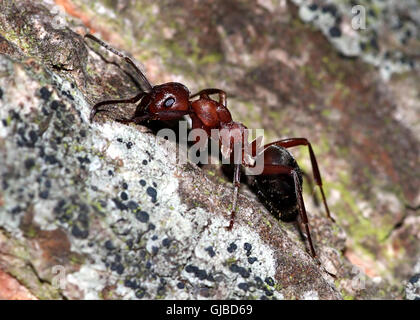 European red wood ant (Formica polyctena) seen in profile Stock Photo