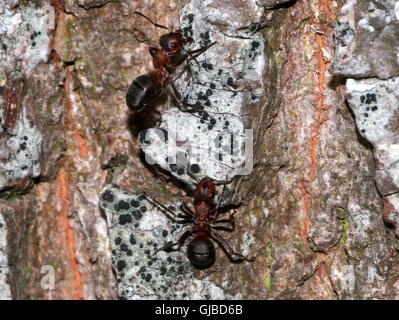 Two male European red wood ants (Formica polyctena or Formica rufa) on a tree Stock Photo