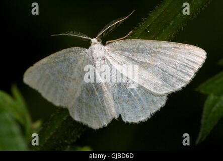 Male European Common Wave moth (Cabera exanthemata - Geometridae) Stock Photo