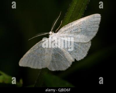 Male European Common Wave moth (Cabera exanthemata - Geometridae) Stock Photo