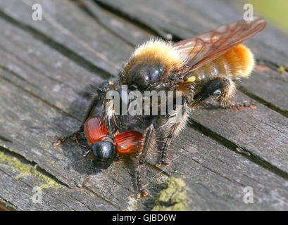Laphria flava, a European Bumblebee mimicking robberfly species. Here with prey, a Poplar Beetle (Chrysomela populi) Stock Photo