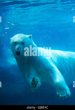 Polar bear swimming underwater Stock Photo