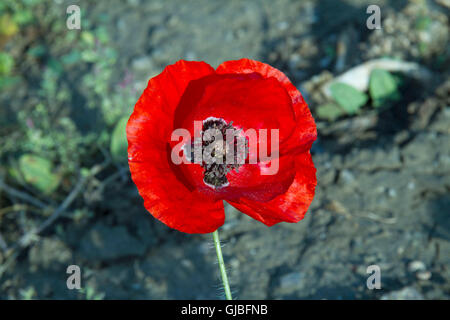 A single red poppy Stock Photo