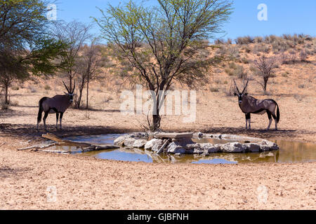 Gemsbok, Oryx gazella,dominant Gemsbok antelope in the park, Kgalagadi, South Africa. Gemsbok drinking from water hole Stock Photo
