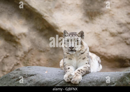 side portrait of big famous cat, snow leopard - Irbis, Uncia uncia Stock Photo