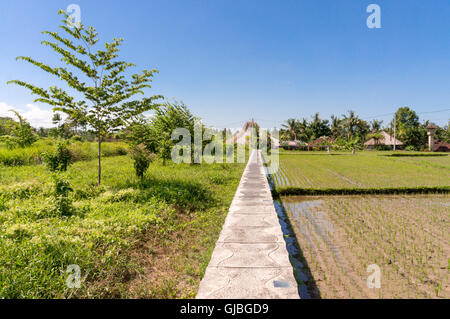 Narrow road leading straight through the rice paddies on a sunny day Stock Photo