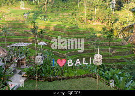 Best place for taking a selfie in front of the idyllic Tegalalang Rice terraces near Ubud, Bali