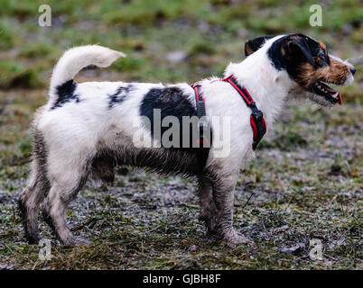 Dirty black and white dog walking in bad weather Stock Photo