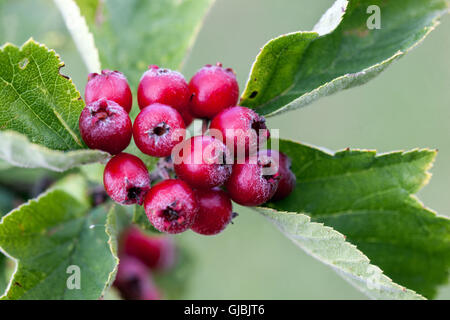 Red fruits, Crataegus maximowiczii, hawthorn Stock Photo
