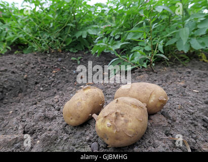 Where potatoes come from, tubers in a hand, in field of potato crop,Cheshire,North West England, UK Stock Photo