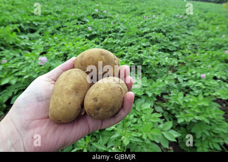 Where potatoes come from, tubers in a hand, in field of potato crop,Cheshire,North West England, UK Stock Photo