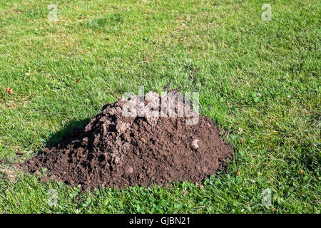 Fresh mole hill in a healthy green lawn Stock Photo