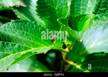 MINT MOTH ON LEAF Stock Photo