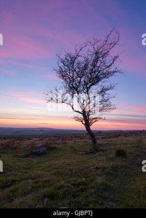 Lone tree on bodmin moor at sundown Stock Photo