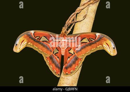 atlasspinner - biggest butterfly on earth - isolated on black background Stock Photo