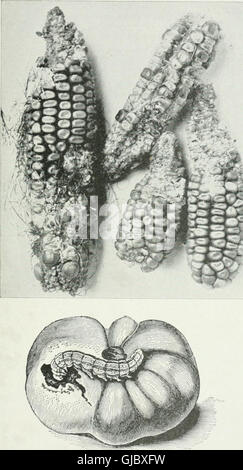 Economic entomology for the farmer and fruit-grower - and for use as a text-book in agricultural schools and colleges (1906)