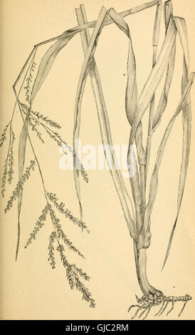 Agricultural grasses and forage plants of the United States; and such foreign kinds as have been introduced (1889)