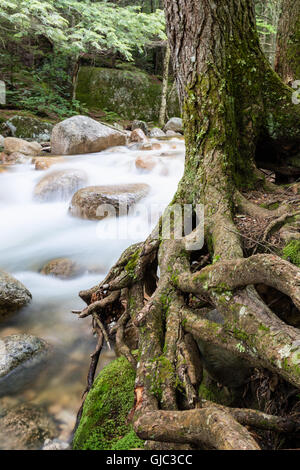 Exposed Tree Roots along the Sabbaday Brook, Sabbaday Falls, Off the Kancamagus Highway, Albany, New Hampshire Stock Photo
