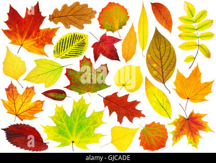 Collection of isolated autumn leaves. Colorful leaves of various trees isolated on white background Stock Photo