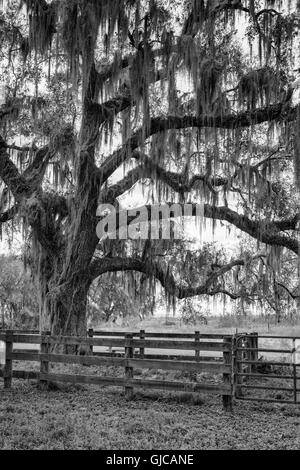 Camp Cattle Ranch on the La Chua Trail, Paynes Prairie, Florida Stock Photo