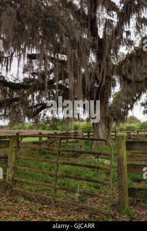 Camp Cattle Ranch on the La Chua Trail, Paynes Prairie, Florida Stock Photo