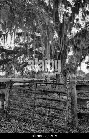 Camp Cattle Ranch on the La Chua Trail, Paynes Prairie, Florida Stock Photo