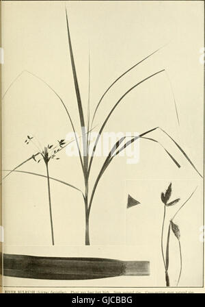 The book of grasses - an illustrated guide to the common grasses, and the most common of the rushes and sedges (1912) Stock Photo