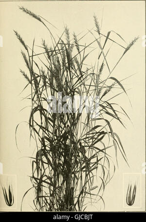 The book of grasses - an illustrated guide to the common grasses, and the most common of the rushes and sedges (1912) Stock Photo