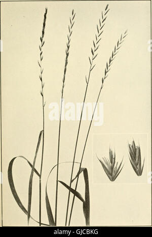 The book of grasses - an illustrated guide to the common grasses, and the most common of the rushes and sedges (1912) Stock Photo