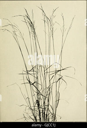 The book of grasses - an illustrated guide to the common grasses, and the most common of the rushes and sedges (1912) Stock Photo