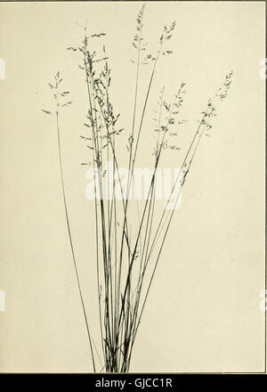 The book of grasses - an illustrated guide to the common grasses, and the most common of the rushes and sedges (1912) Stock Photo