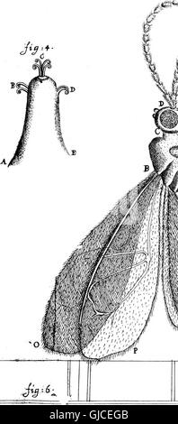 This 1753 letter by Anthony van Leeuwenhoek details his microscopic ...