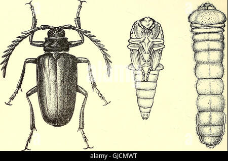 Coleoptera - general introduction and Cicindelidae and Paussidae (1912)