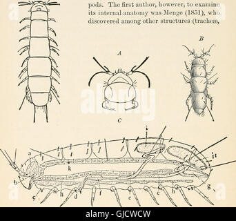 A text-book of entomology, including the anatomy, physiology, embryology and metamorphoses of insects, for use in agricultural and technical schools and colleges as well as by the working entomologist Stock Photo