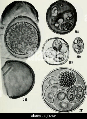 . The coccidian parasites (Protozoa, Sporozoa) of rodents. Coccidium ...