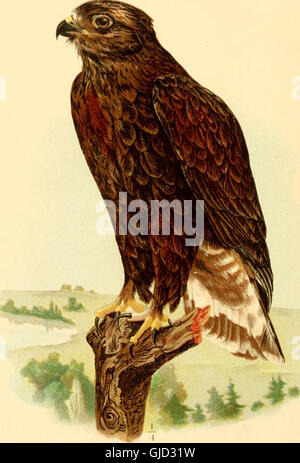 Diseases and enemies of poultry (1897) Stock Photo