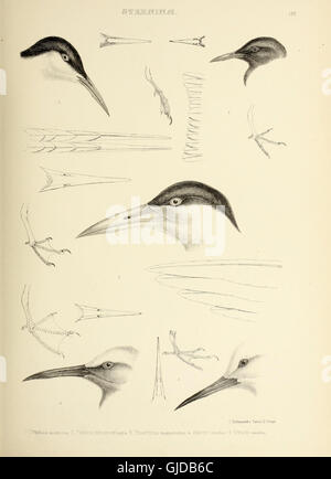 This 1849 work categorizes bird genera, detailing their characteristics ...