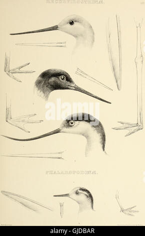 'The Genera of Birds' (1849) offers a detailed classification of bird ...