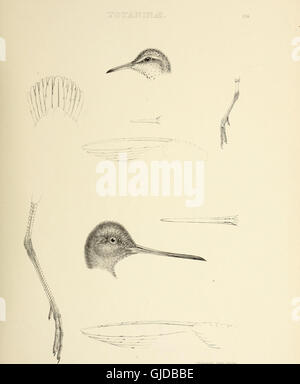 This 1849 ornithological work outlines various bird genera, providing ...