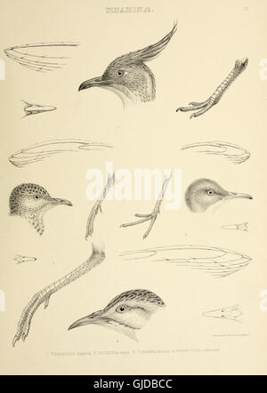 'The Genera of Birds' (1849) categorizes bird species by genus ...