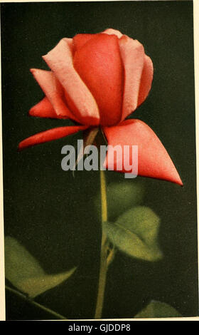 'The Practical Book of Outdoor Rose Growing for the Home Garden ...