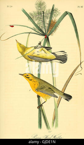 The birds of America - from drawings made in the United States and their territories (1840) Stock Photo