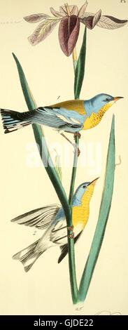 The birds of America - from drawings made in the United States and their territories (1840) Stock Photo