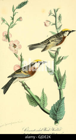 The birds of America - from drawings made in the United States and their territories (1840) Stock Photo