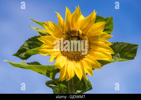 Edinburgh, Scotland, UK. 15th August, 2016. UK Weather: A sunflower blossoming in Edinburgh Credit:  Richard Dyson/Alamy Live News Stock Photo