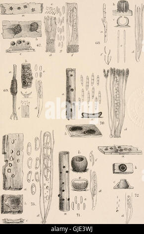 A manual of the British Discomycetes with descriptions of all the species of fungi hitherto found in Britain, included in the family and illustrations of the genera (1893) Stock Photo