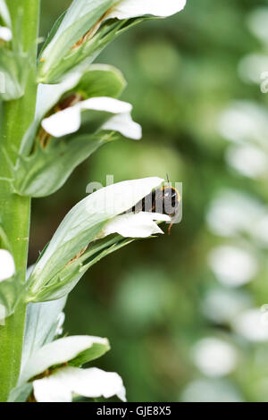 Buff-Tailed Bumble Bee (Bombus terrestris) collecting nectar from a flowering Acanthus (Acanthus spinosus) garden plant, UK. Stock Photo