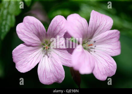 romantic geranium endressii blooms Jane Ann Butler Photography JABP1567 Stock Photo