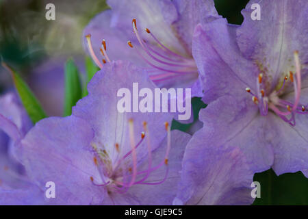 a much loved Spring purple azalea Jane Ann Butler Photography JABP1570 Stock Photo